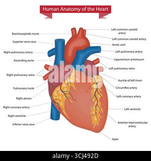 Illustration anatomique détaillée du cœur humain avec des parties étiquetées et des vaisseaux principaux. Illustration de Vecteur