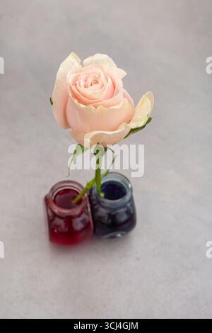 rose a une tige fendue placée dans deux couleurs différentes pour absorber différentes couleurs et faire une rose unique qui est à la fois rouge et bleu Banque D'Images