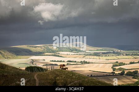 Exmoor Ponies sur la colline de Wilmington avec la balise Firle allumée en arrière-plan sud descend à l'est Sussex sud-est de l'Angleterre Royaume-Uni Banque D'Images