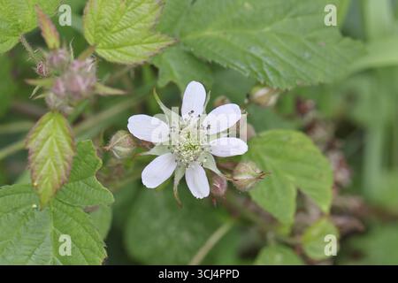 Mûres (Rubus sectio Rubus), fleurs sur la brousse, gros plan, Wilnsdorf, Rhénanie du Nord-Westphalie, Allemagne Banque D'Images