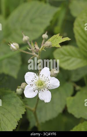 Mûres (Rubus sectio Rubus), fleurs sur la brousse, gros plan, Wilnsdorf, Rhénanie du Nord-Westphalie, Allemagne Banque D'Images