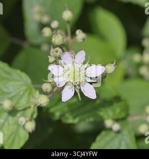 Mûres (Rubus sectio Rubus), fleurs sur la brousse, gros plan, Wilnsdorf, Rhénanie du Nord-Westphalie, Allemagne Banque D'Images