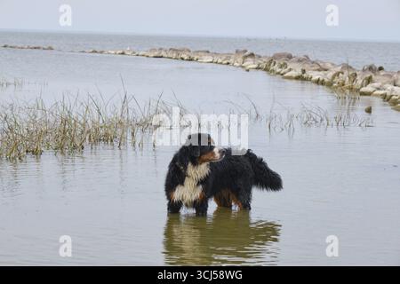 Chien de montagne bernois debout dans l'eau près de la côte et regardant de côté Banque D'Images