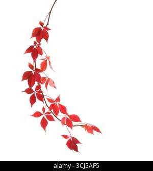 Branche d'automne courbée de lierre à cinq feuilles avec des feuilles rouges colorées isolées sur fond blanc. Banque D'Images