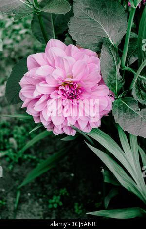 Les dahlia roses fleurissent dans le jardin Banque D'Images