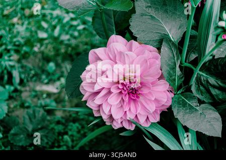 Les dahlia roses fleurissent dans le jardin Banque D'Images