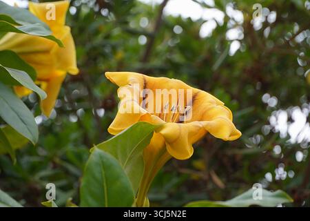 Coupe d'or, ou calice doré, ou lys hawaïens, ou fleur de vigne Solandra maxima, en Attique, Grèce Banque D'Images