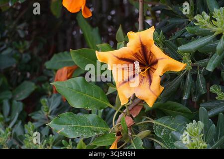 Coupe d'or, ou calice doré, ou lys hawaïens, ou fleur de vigne Solandra maxima, en Attique, Grèce Banque D'Images