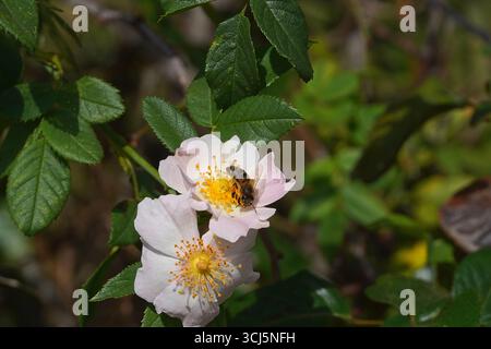 Des roses de chien, ou Rosa canina, et une abeille, ou Apis mellifera, au printemps Banque D'Images