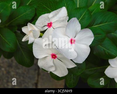 Gouttelettes de rosée matinale sur pervenche rose, ou Catharanthus roseus, fleurs Banque D'Images