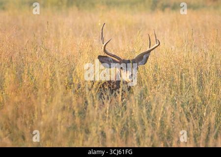 Buck de cerf mulet (Odocoileus hemionus) avec des bois reposant dans de hautes herbes dorées au lever du soleil dans la réserve naturelle de Honey Lake, comté de Lassen, Californie. Banque D'Images