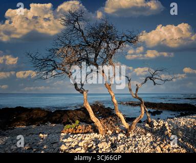 Dead Tree et Coastline. Hawaï, la Grande île Banque D'Images