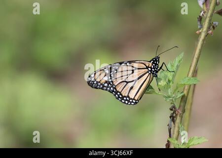 Le papillon monarque (Danaus plexippus) papillon d'aspersion (sous-famille des Danainae) de la famille des Nymphalidae. Banque D'Images
