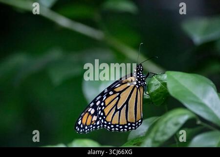 Le papillon monarque (Danaus plexippus) papillon d'aspersion (sous-famille des Danainae) de la famille des Nymphalidae. Banque D'Images