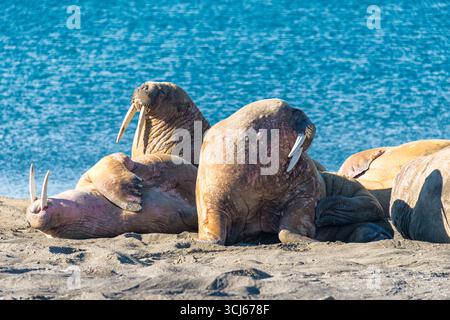 Morses sur la plage de Kapp Lee Edge Island Svalbard Norvège // EDGE ISLAND, Svalbard et Jan Mayen — les morses reposent sur une plage de sable de Kapp Lee sur Edgeoya, une île de l'archipel du Svalbard dans le Storfjorden. Ces grands mammifères marins sont connus pour leurs défenses, leur lard épais et leurs moustaches. Edgeoya est la troisième plus grande île de l'archipel du Svalbard et fait partie de la vaste réserve naturelle du Svalbard du Nord-est. Les eaux entourant le Svalbard sont riches en vie marine et abritent des populations de morses, de phoques et de diverses espèces de baleines. Cet environnement arctique éloigné offre des habi essentiels Banque D'Images