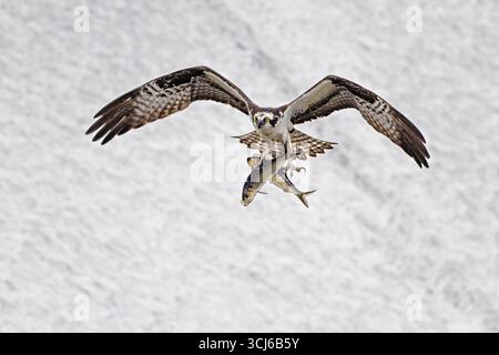 Osprey avec 2 poissons Banque D'Images