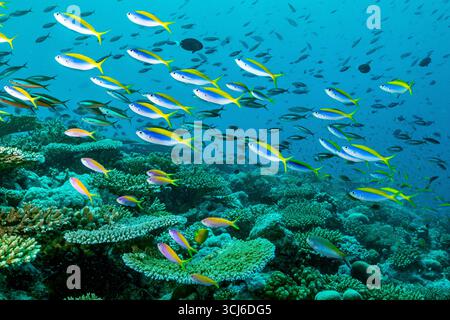 Récif corallien dur dans la lagune de Mayotte, habitat vital pour la vie marine pourtant menacé par le changement climatique, le blanchissement et la pression humaine. Banque D'Images