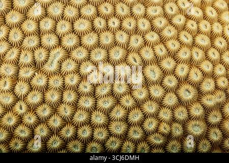 Récif corallien dur dans la lagune de Mayotte, habitat vital pour la vie marine pourtant menacé par le changement climatique, le blanchissement et la pression humaine. Banque D'Images