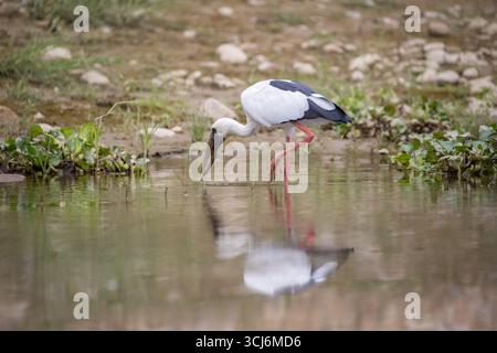 Asian Openbill dans le parc national de Chitwan, Népal. Banque D'Images