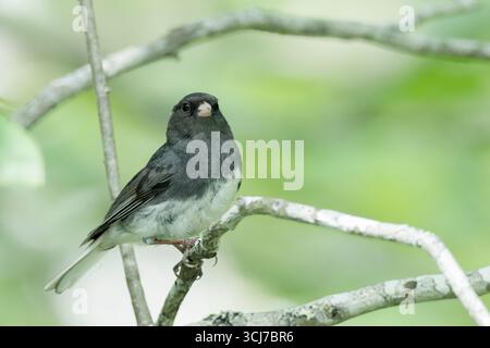 Junco aux yeux foncés, Junco hyemalis, adulte seul perché dans la brousse, essai de marais salés, Halifax, Nouvelle-Écosse, Canada, 29 juillet 2025 Banque D'Images