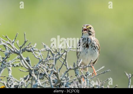 Moineau de savannah, Passerculus sandwichensis, adulte seul perché dans un arbuste, parc provincial Rainbow Haven Beach, Halifax, Nouvelle-Écosse, Canada Banque D'Images