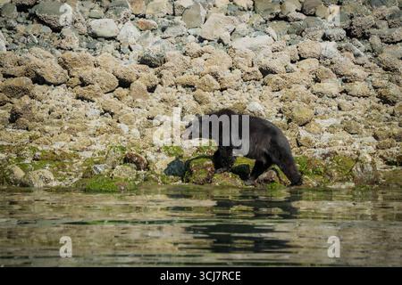 Un ours noir marchant le long des algues a couvert des rochers sur la rive de l'île de Vancouver Banque D'Images