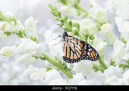 Macro d'un papillon monarque (danaus plexippus) reposant sur des fleurs blanches de snapdragon. Vue latérale avec ailes fermées. Banque D'Images