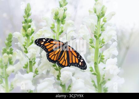 Macro d'un papillon monarque (danaus plexippus) reposant sur des fleurs blanches de snapdragon. Ailes ouvertes. Banque D'Images