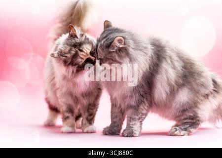 Chats allemands Longhair montrant de l'affection sur fond rose Banque D'Images