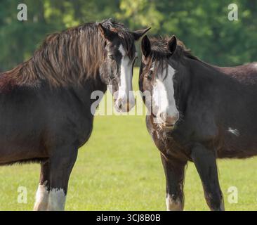 Une paire de chevaux de trait Clydesdale se tiennent près l'un de l'autre dans un champ vert Banque D'Images