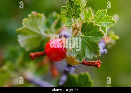 Currant de cire, cereum de Ribes, avec des baies dans le parc national et la réserve de Great Sand Dunes, Colorado, États-Unis Banque D'Images