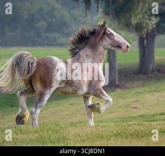 Femelle adulte Clydesdale Draft Horse jument gallups à travers le paddock vert ouvert Banque D'Images