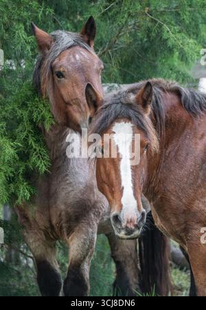 Une paire de juments de chevaux de trait sont Ardennes proches l'une de l'autre Banque D'Images