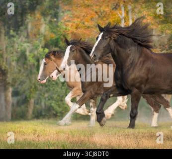 Troupeau de quatre chevaux adultes Clydesdale galop côte à côte acroos champ d'herbe Banque D'Images