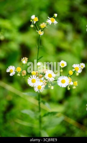 Un gros plan de Daisy Fleabane (Erigeron annuus) fleurissant en juillet dans le comté de Waukesha, Wisconsin, avec un fond vert doux Banque D'Images
