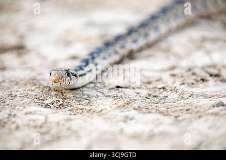 Un serpent est au sol la tête haute. Le serpent est petit et a un motif noir et blanc Banque D'Images