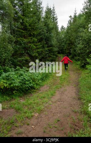 Personne portant une veste rouge marche le long d'un chemin de terre entouré de grands arbres et de feuillage dense dans une forêt, exploration et aventure Banque D'Images