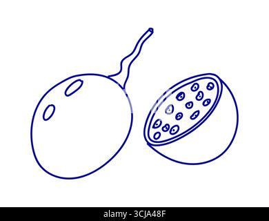Fruit de la passion dans le style doodle sur fond blanc. Illustration de fruits tropicaux Illustration de Vecteur