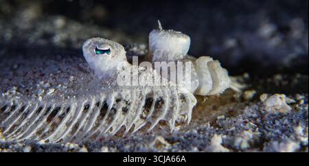 Bothus pantherinus - flet léopard Banque D'Images
