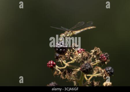 Libellule dard commun (Sympetrum striolatum) adulte se nourrissant d'un petit insecte tout en se reposant sur des mûres en été, Angleterre, Royaume-Uni Banque D'Images