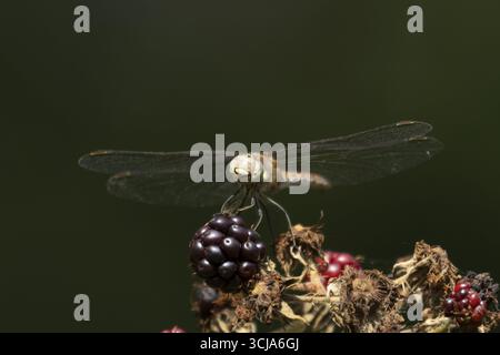 Libellule dard commun (Sympetrum striolatum) insecte adulte reposant sur les mûres en été, Angleterre, Royaume-Uni Banque D'Images