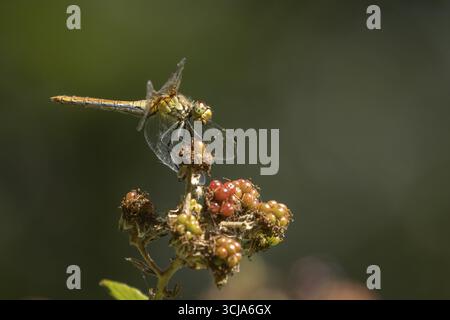 Libellule dard commun (Sympetrum striolatum) insecte adulte reposant sur les mûres en été, Angleterre, Royaume-Uni Banque D'Images