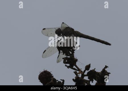 Libellule dard commun (Sympetrum striolatum) insecte adulte reposant sur les mûres en été, Angleterre, Royaume-Uni Banque D'Images