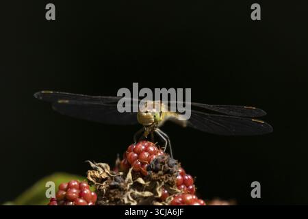 Libellule dard commun (Sympetrum striolatum) adulte se nourrissant d'un petit insecte tout en se reposant sur des mûres en été, Angleterre, Royaume-Uni Banque D'Images