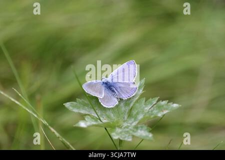 Papillon bleu (Polyommatus icarus), mâle, ailes bleues, prairie, coloré, jolie, Allemagne, le papillon est assis avec des ailes déployées sur une feuille verte Banque D'Images