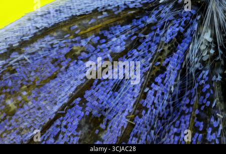 Détail supermacro des échelles d'aile papillon avec motif violet et fond jaune Banque D'Images