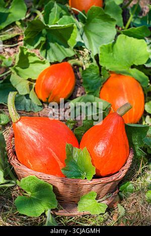 Cueillette de la citrouille hokkaido. Citrouilles fraîches mûres Red Kuri Squash avec la branche dans le jardin. Récolte de citrouille hokkaido dans le jardin Banque D'Images