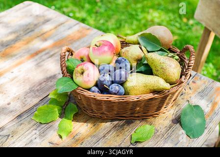Récolte de prunes de poires mûres et de pommes dans le panier du jardin de la maison. Récolte de fruits d'automne dans le verger Banque D'Images