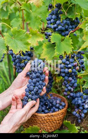 Gros plan des mains de l'ouvrier tenant des raisins noirs de vignes pendant la récolte du vin. Raisins. Panier à raisins Banque D'Images