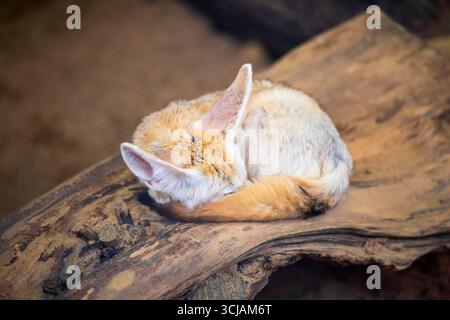 Mignon renard fennec dormant sur le bois dans le zoo Banque D'Images